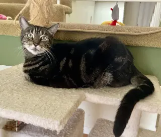 Gabby