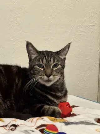 Gabby