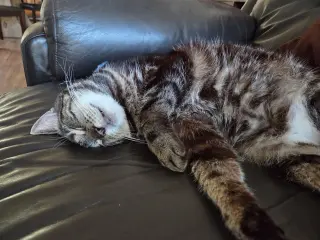 Gabby