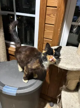 Seraphina