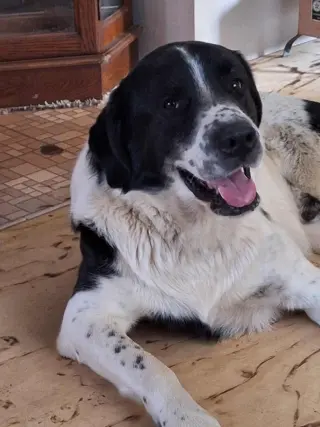 Scout