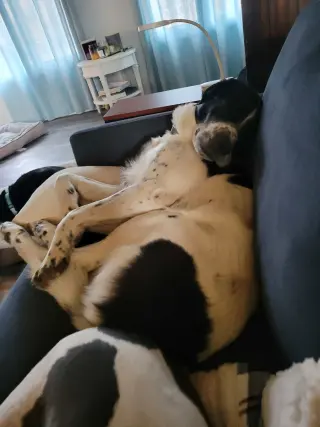 Scout