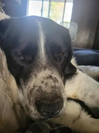 Scout