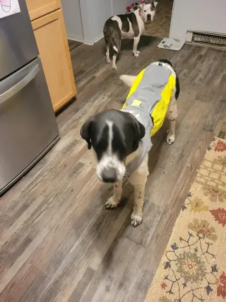 Scout