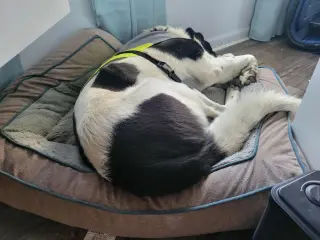 Scout