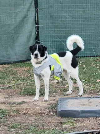 Scout