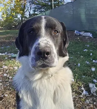 Scout
