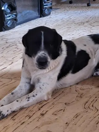 Scout