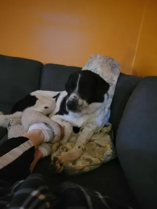 Scout
