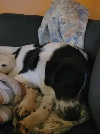 Scout