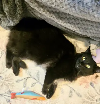 Annabelle and Tickety-Boo
