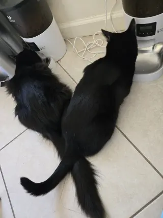 Annabelle and Tickety-Boo