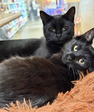 Annabelle and Tickety-Boo