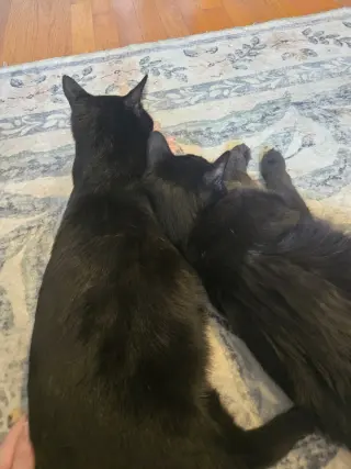 Annabelle and Tickety-Boo