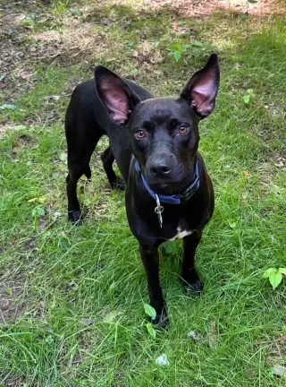 Brandy