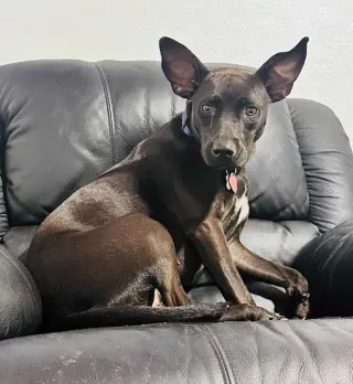 Brandy