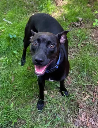 Brandy