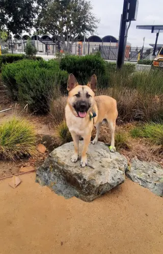 Enzo