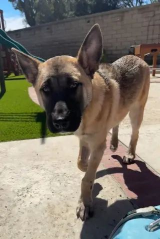 Enzo