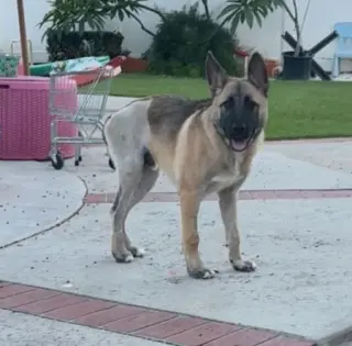 Enzo