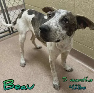 BEAU