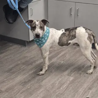 BEAU