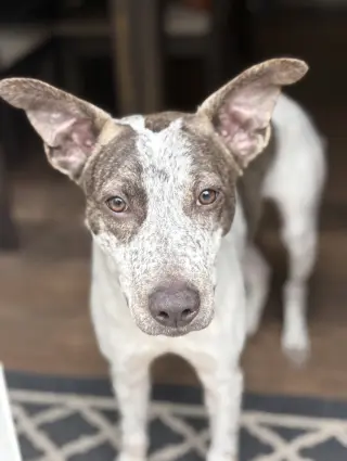 BEAU