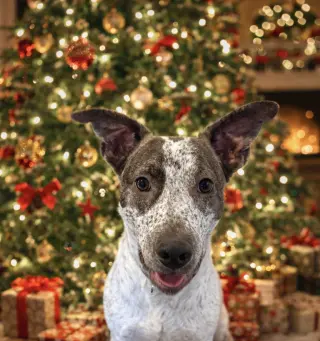 BEAU