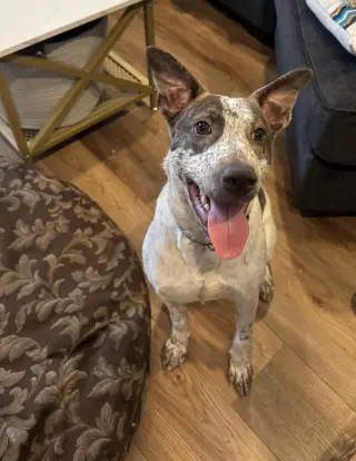 BEAU