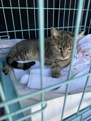 Tabi Tri pod tabby girl