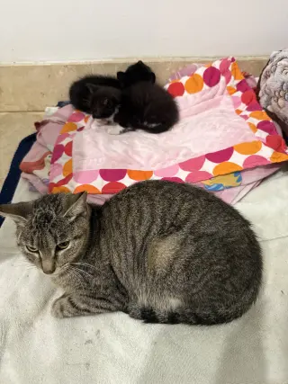 Tabi Tri pod tabby girl