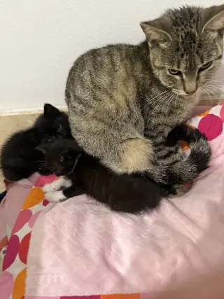 Tabi Tri pod tabby girl