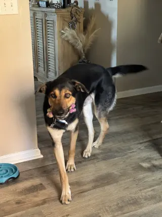 Fiyero