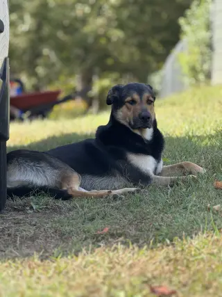 Fiyero