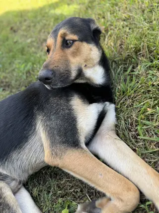 Fiyero
