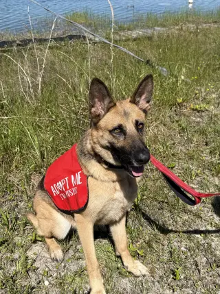 Kira