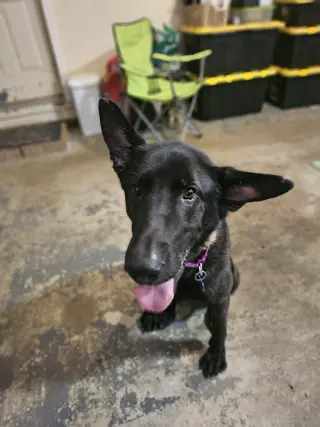 Ruger, fka Patterson - located in GA