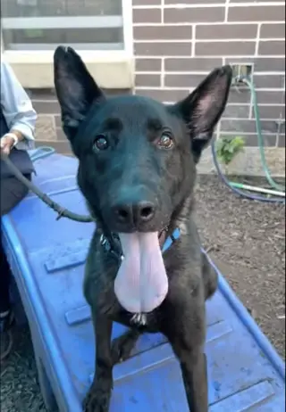 Ruger, fka Patterson - located in GA