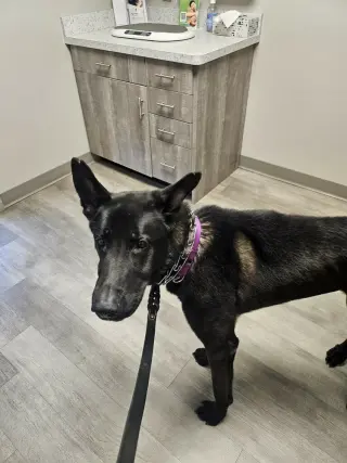 Ruger, fka Patterson - located in GA