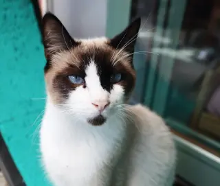 Paco