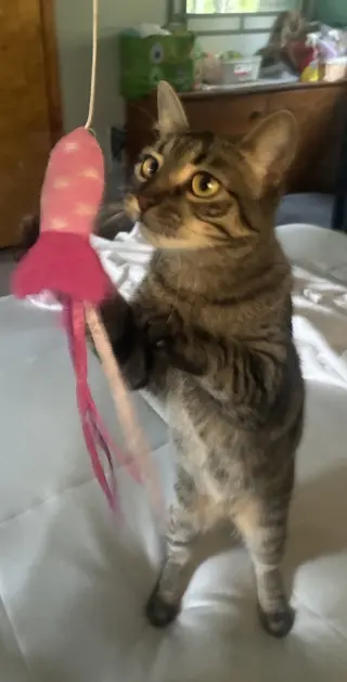 Rosie M