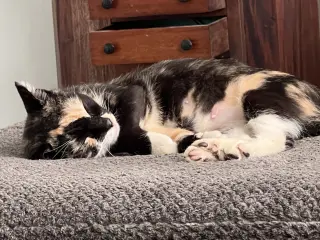 Charm