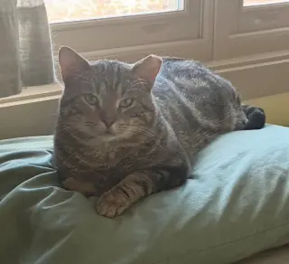 Apollo