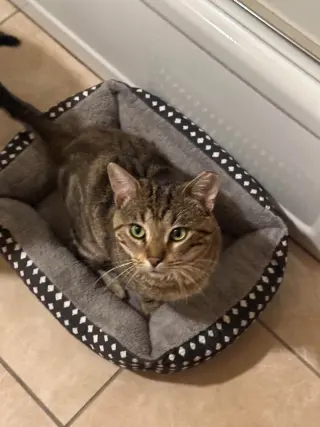 Apollo