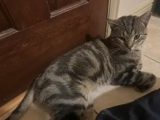 Apollo