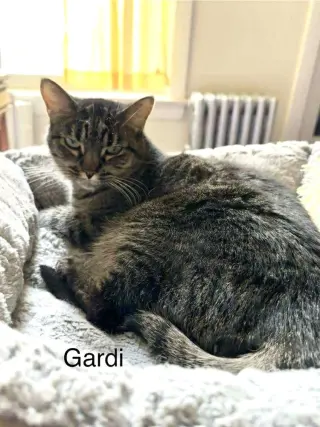 Gardi