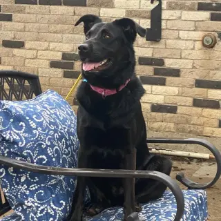 Cora