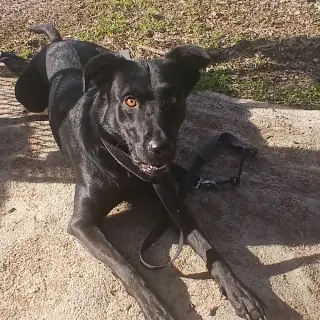 Cora