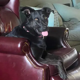 Cora