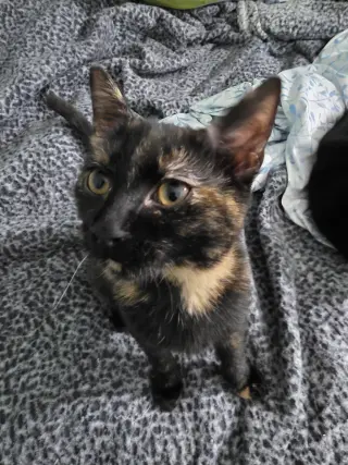 MINERVA